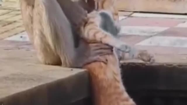 Monkey and Cat Funny Video