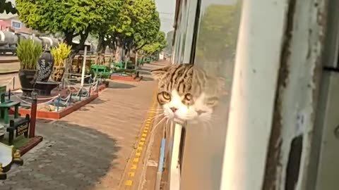 Traveling cat on a Thai train