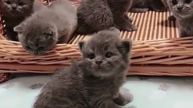 Funny and Cute Cats 😹😻