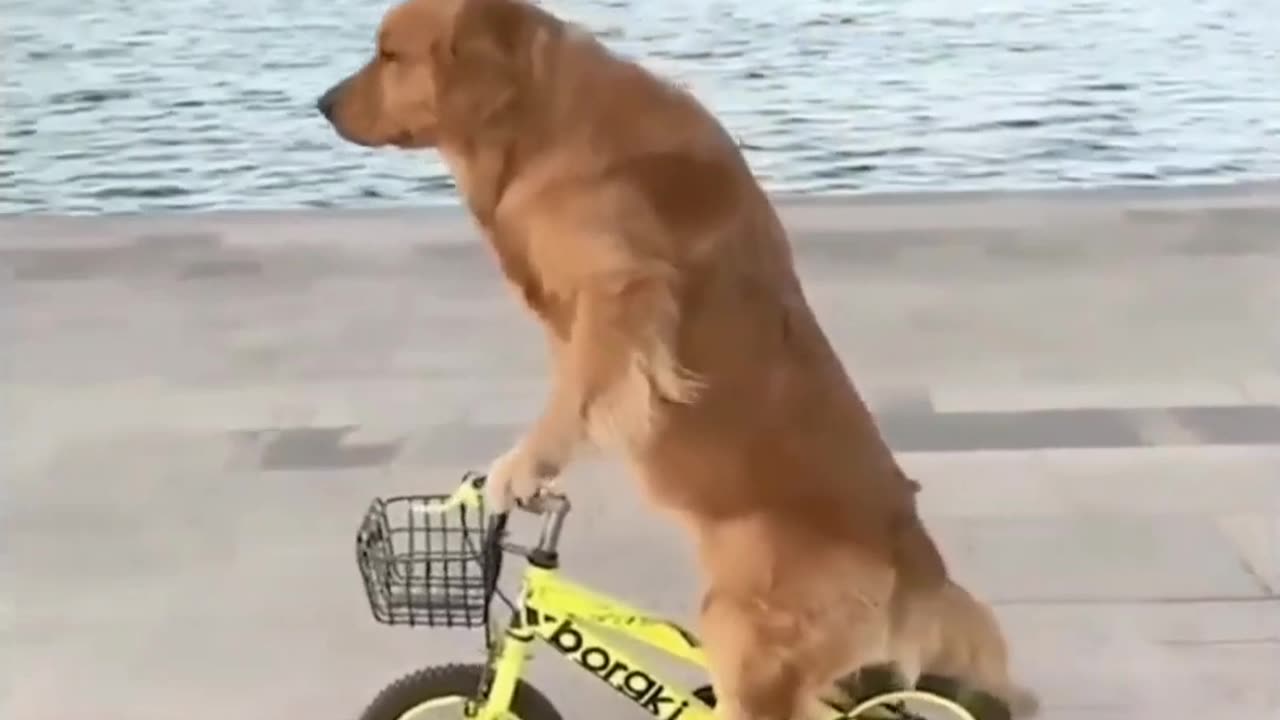 Dog riding a bicycle funny vedio