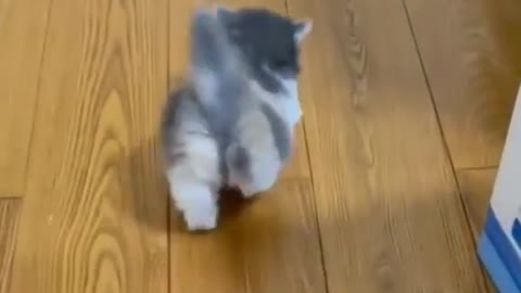 Baby Cats - Cute and Funny Cat Video