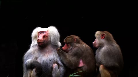 Beautiful Baboons