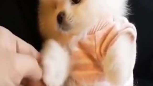 Tierno Perrito Que Parece Un Peluche