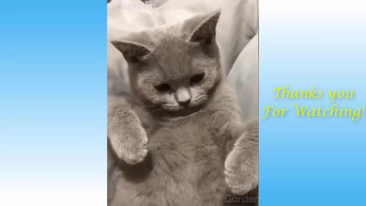 Best Of the 2021 Funny Animal Videos - Cutest Animals Compilation