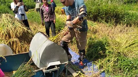 Learning how to harvesting rice