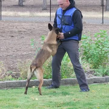Teach your dog through progressively harder situations instead of punishment for