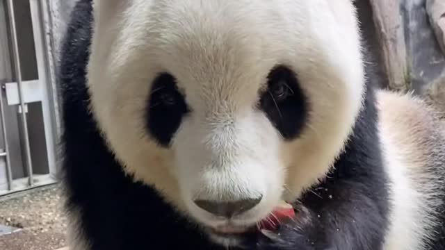 I like not only bamboo shoots, but also apples
