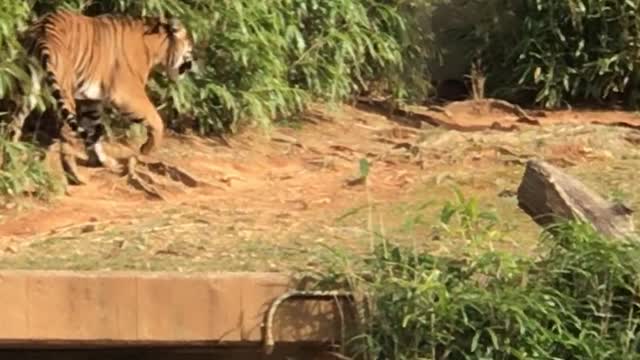 Tiger escaping from zoo Walking like a king Not for the faint of heart!!!!