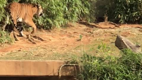 Tiger escaping from zoo Walking like a king Not for the faint of heart!!!!