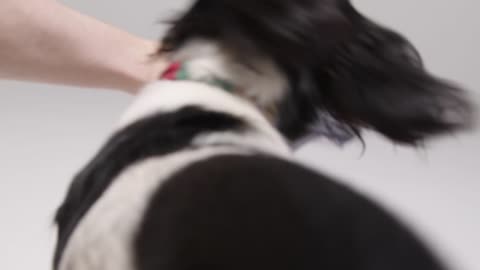 Mid Shot of a Dog Playing 02