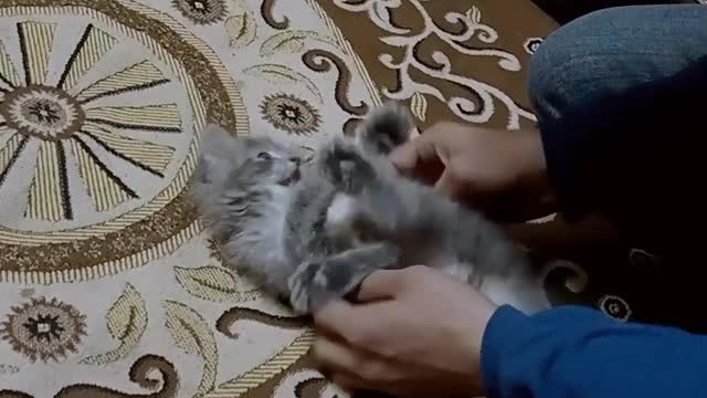 Playing with little cat