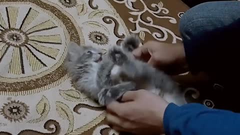 Playing with little cat