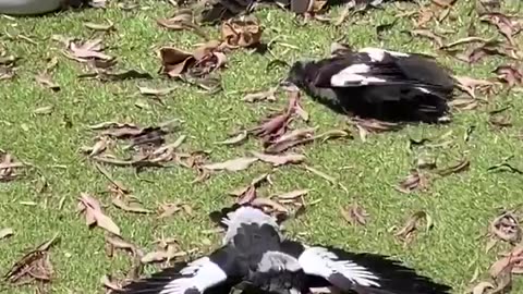 Magpies Lie Flat on the Ground For Sunbath