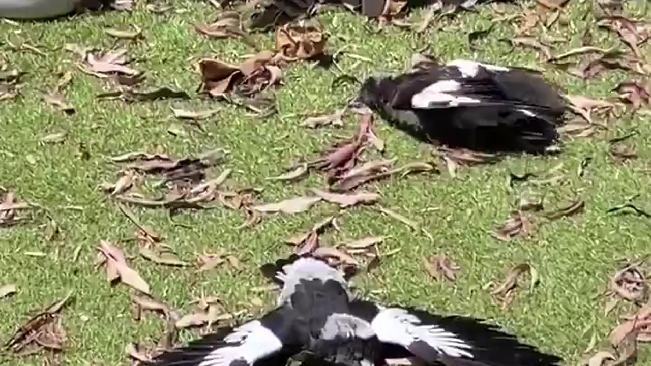 Magpies Lie Flat on the Ground For Sunbath