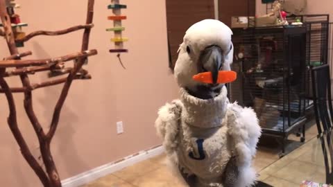 Parrots Play Together