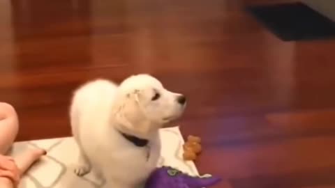 cute puppy is watching tv