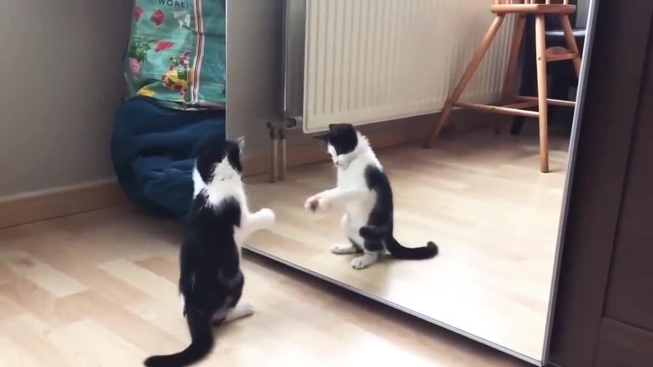 Funny cat front of the mirror