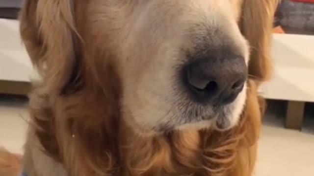 You don't look like a puppy