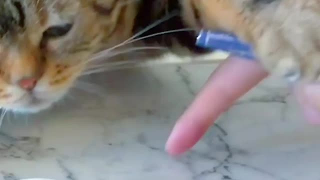 Intelligent cat / Cats