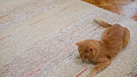 funny cat videos