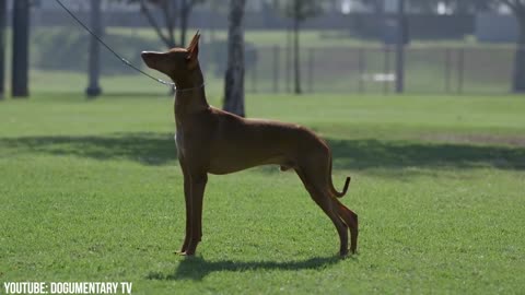 the most expensive fifteen 15 dogs of the world.