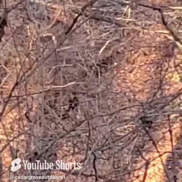 Looking for Mrs. Right