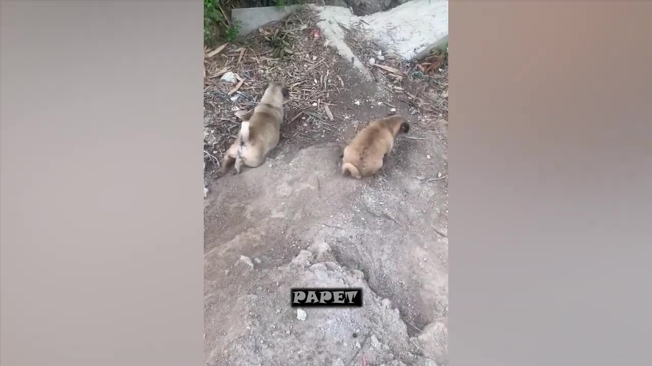 New Funniest Animals 2023 π Funny Cats and Dogs Videos πΊπΆ