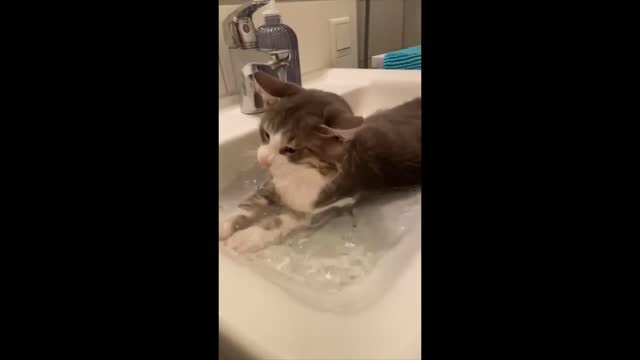 FUNNY CAT MEMES COMPILATION OF 2022 PART 31