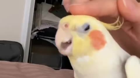 Cockatiel_Best_Singing_and__Talking_Cockatiel_Singing__training_video