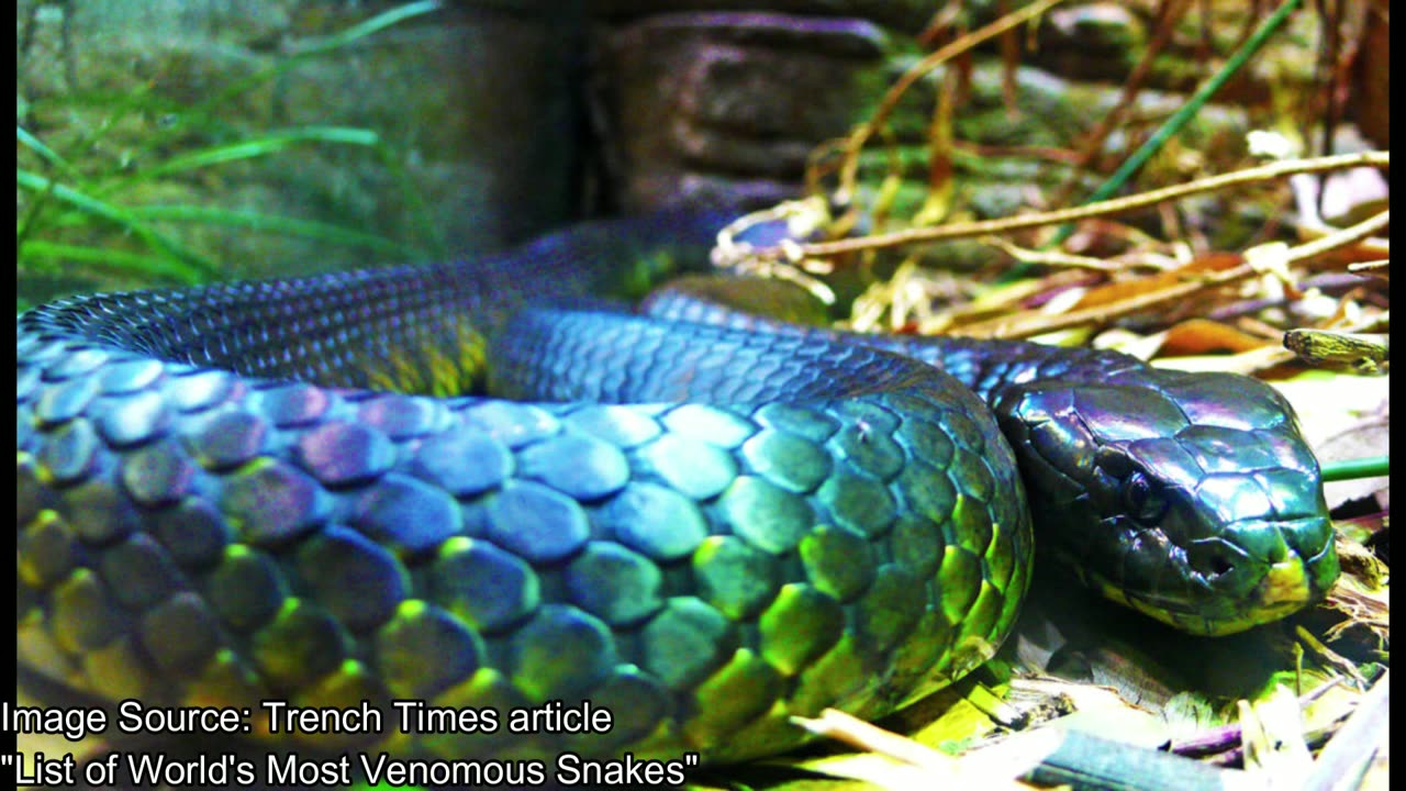 Inland Taipan: The Most Venomous Snake on Earth