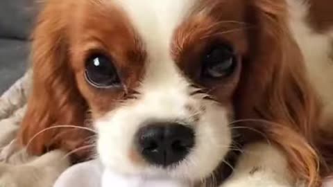 Funniest Animals_Best Funny Animal Videos