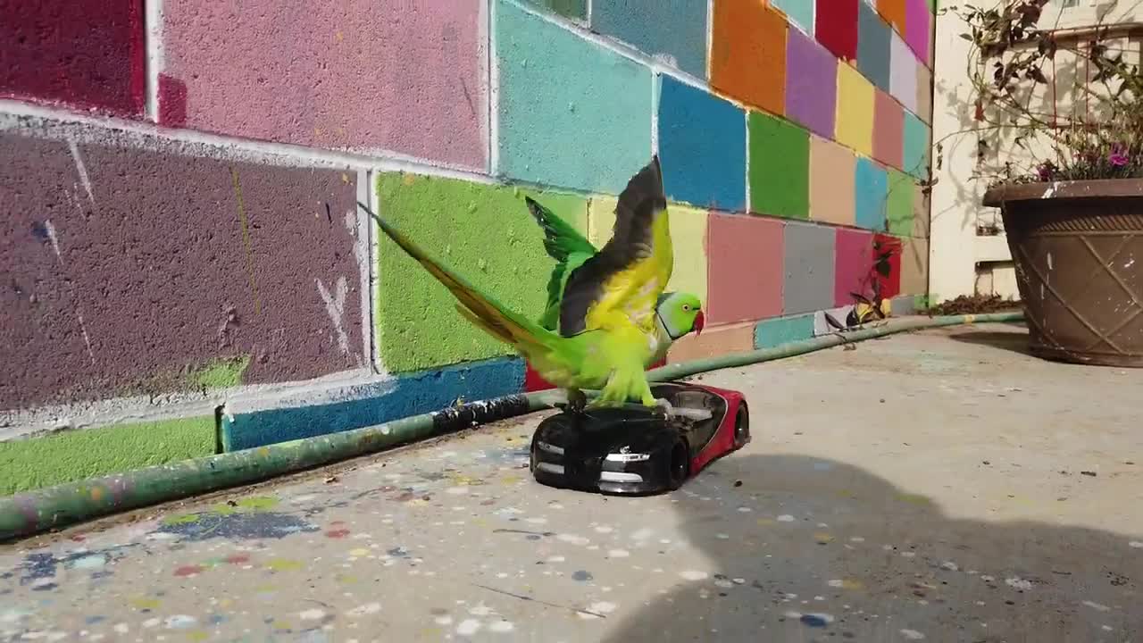 Shaun the Parrot riding on race cars , R/C cars, having fun