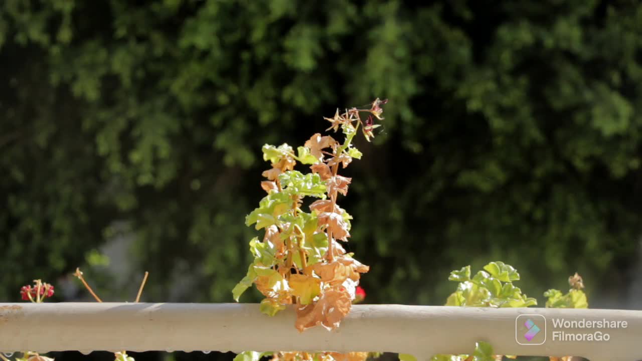 FLOWERS & GARDEN