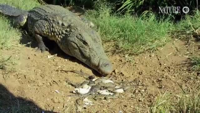 Crocodile Mom Scoops Up Babies in Mouth_Cut.mp4