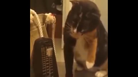 Funny cat video for entertainment