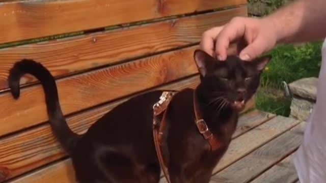 The cat let me into his life