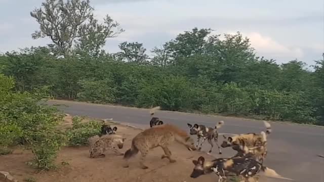 Wild Animal Fight