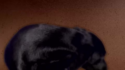 DOG REPORT