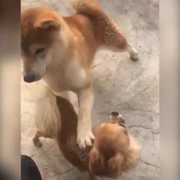 柴犬。いい子いい子しただけなのに・・・