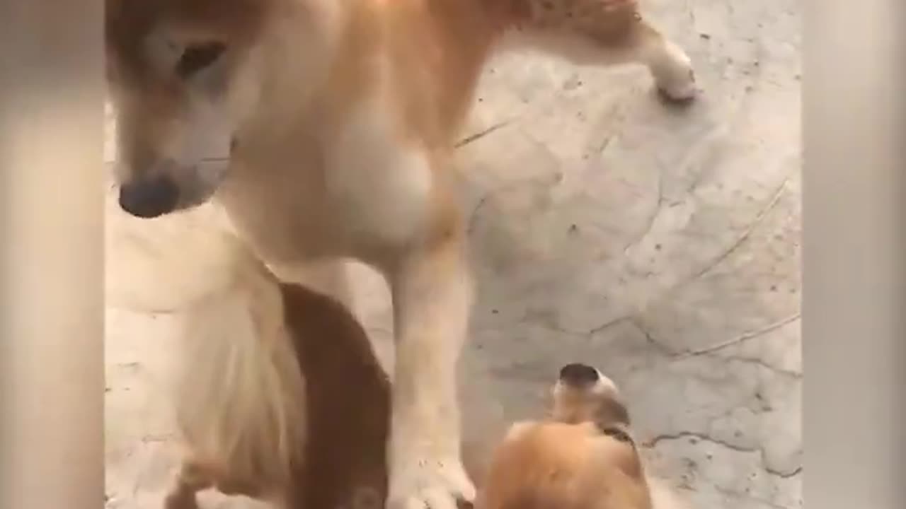 柴犬。いい子いい子しただけなのに・・・