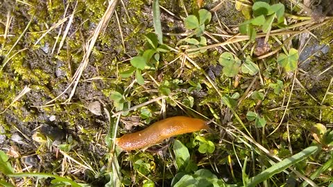Slug