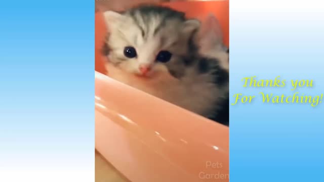 Funniest Pets 😹 Don't try to hold back Laughter 🤣🤣love animals