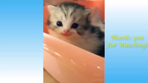 Funniest Pets 😹 Don't try to hold back Laughter 🤣🤣love animals