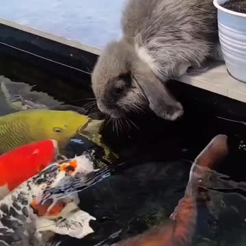 Best friend Koi and Rabbit