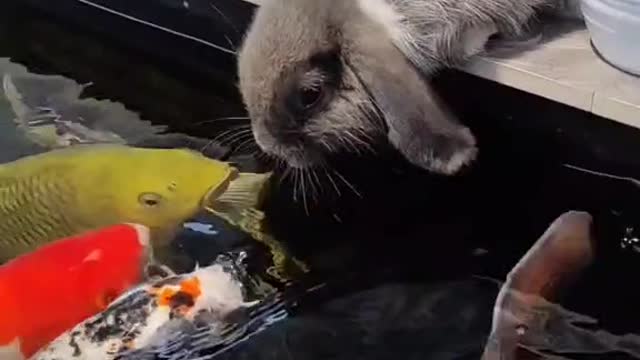 Best friend Koi and Rabbit