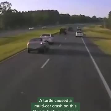 Driver Braking For Turtle Causes Multi Car Accident