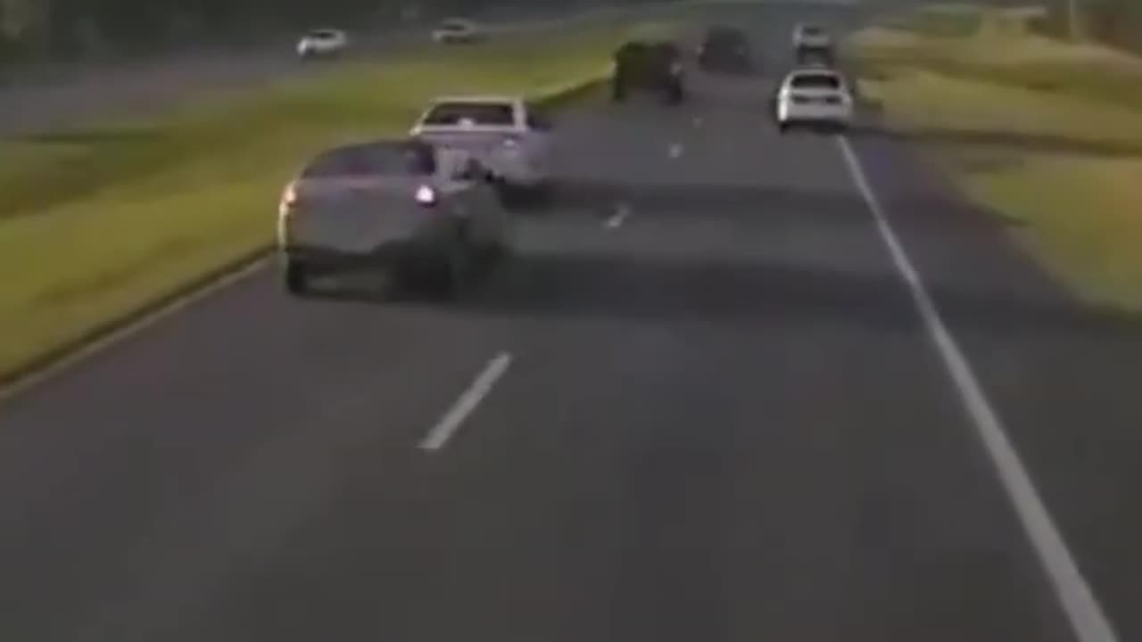 Driver Braking For Turtle Causes Multi Car Accident
