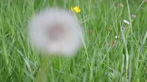 The flower language of dandelion