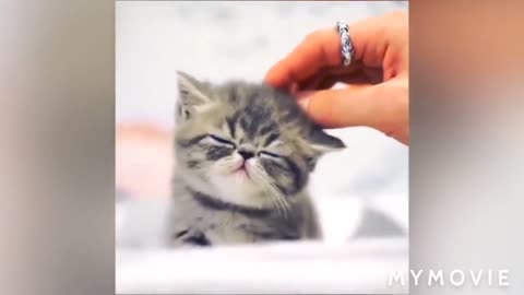 Funny videos cat and dogs