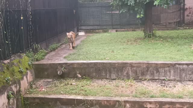 🐯Tiger in zoo park